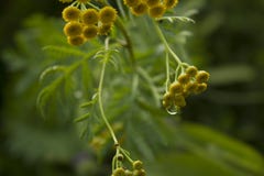 Tansy, fleurs jaunes avec le fond de baisses images libres de droits Tansy, fleurs jaunes avec le fond de baisses images libres de droits