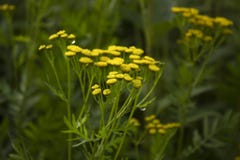 Tansy, Tanacetum vulgare, Common Tansy, Bitter Buttons, Cow Bitter, Mugwort Golden Buttons royalty free stock photo Tansy, Tanacetum vulgare, Common Tansy, Bitter Buttons, Cow Bitter, Mugwort Golden Buttons royalty free stock photo