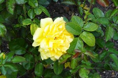 Tapet för bakgrund för natur för rosor för Bush gulingfärg Royaltyfria Foton Tapet för bakgrund för natur för rosor för Bush gulingfärg Royaltyfria Foton