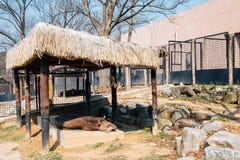 Tapir de l'Amérique au zoo grand de parc de Séoul dans Gwacheon, Corée photo libre de droits Tapir de l'Amérique au zoo grand de parc de Séoul dans Gwacheon, Corée photo libre de droits