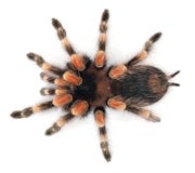 Tarantula Tarantula