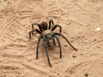 Tarantula (Klasse Aphonopelma) lizenzfreie stockfotografie Tarantula (Klasse Aphonopelma) lizenzfreie stockfotografie