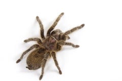 Tarantula On White Stock Photography Tarantula On White Stock Photography