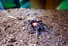 Tarantula Schizopelma stock afbeelding Tarantula Schizopelma stock afbeelding