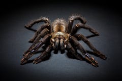 Tarantula Spider Royalty Free Stock Photo