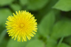 Taraxacum amarillo del diente de león de la flor del primer en un fondo de hojas verdes en jardín foto de archivo libre de regalías Taraxacum amarillo del diente de león de la flor del primer en un fondo de hojas verdes en jardín foto de archivo libre de regalías
