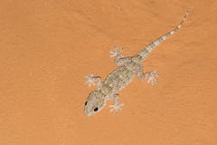 Tarentola mauritanica, mediterranean gecko on an orange ceiling stock photos Tarentola mauritanica, mediterranean gecko on an orange ceiling stock photos