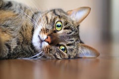 TARGET507_0_ przy kamerę Tabby kot zdjęcia royalty free TARGET507_0_ przy kamerę Tabby kot zdjęcia royalty free
