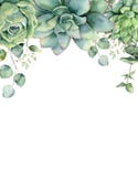 Tarjeta de la acuarela con los succulents y las hojas del eucalipto Rama pintada a mano del eucalipto, succulents verdes aislados libre illustration Tarjeta de la acuarela con los succulents y las hojas del eucalipto Rama pintada a mano del eucalipto, succulents verdes aislados libre illustration