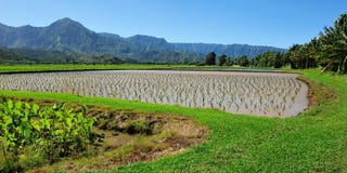 Taro field in Kauai Hawaii, USA stock photos Taro field in Kauai Hawaii, USA stock photos