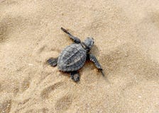 Tartaruga del bambino sulla spiaggia immagini stock Tartaruga del bambino sulla spiaggia immagini stock
