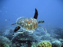 Tartaruga di mare verde fotografia stock libera da diritti Tartaruga di mare verde fotografia stock libera da diritti