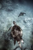 Tartaruga di mare verde e leone marino di Galapagos che nuota underwater fotografie stock Tartaruga di mare verde e leone marino di Galapagos che nuota underwater fotografie stock