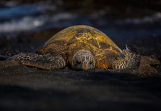 Tartaruga di mare verde su una spiaggia di sabbia nera immagini stock Tartaruga di mare verde su una spiaggia di sabbia nera immagini stock