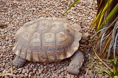 Tartaruga gigante bonita imagem de stock Tartaruga gigante bonita imagem de stock