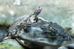 Tartaruga telhada marrom corajoso que senta-se no crocodilo gharial indiano imagens de stock Tartaruga telhada marrom corajoso que senta-se no crocodilo gharial indiano imagens de stock