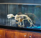 Tasmanian devil skeleton shows in the glass display box. royalty free stock photos Tasmanian devil skeleton shows in the glass display box. royalty free stock photos