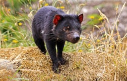 Tasmanian Devil stock photography Tasmanian Devil stock photography