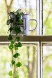 Tasse d'?mail de cru avec un int?rieur de plante verte sur un ch?ssis de fen?tre blanc de ceinture avec des arbres sur le fond images stock Tasse d'?mail de cru avec un int?rieur de plante verte sur un ch?ssis de fen?tre blanc de ceinture avec des arbres sur le fond images stock