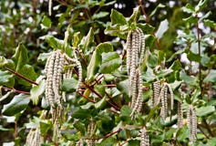 Tassel Bush stock photos Tassel Bush stock photos