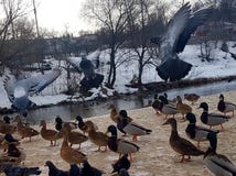 Tauben in ihrem natürlichen Lebensraum auf dem Hintergrund des Flusses im Schnee stockfotos Tauben in ihrem natürlichen Lebensraum auf dem Hintergrund des Flusses im Schnee stockfotos