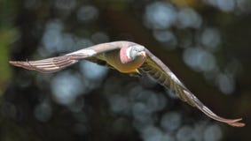 Taubenvogel im Flug Lizenzfreies Stockfoto Taubenvogel im Flug Lizenzfreies Stockfoto