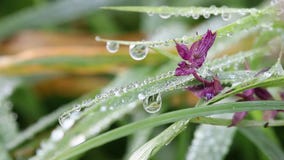 Tautropfen auf Blume und Gras Tautropfen auf Blume und Gras