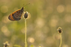 The Tawny Coster butterfly Acraea violae on flower and green nature stock photography The Tawny Coster butterfly Acraea violae on flower and green nature stock photography