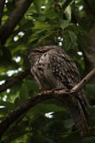 Tawny Frog Mouth addormentato nell'albero di avocado fotografia stock libera da diritti Tawny Frog Mouth addormentato nell'albero di avocado fotografia stock libera da diritti