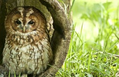 Tawny Owl sitting in wooden bucket royalty free stock photos Tawny Owl sitting in wooden bucket royalty free stock photos