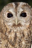 A Tawny owl, Strix aluco stock photo A Tawny owl, Strix aluco stock photo