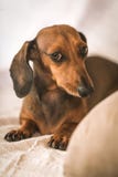 Taxhund i studio på den vita trätabellen royaltyfri fotografi Taxhund i studio på den vita trätabellen royaltyfri fotografi