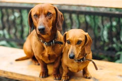 Taxhund i utomhus- arkivfoto Taxhund i utomhus- arkivfoto