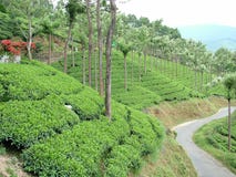 Tea Royalty Free Stock Images Tea Royalty Free Stock Images