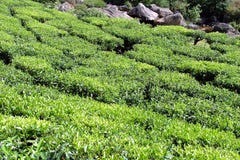 Tea Stock Images Tea Stock Images