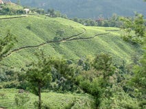 Tea Garden Royalty Free Stock Photos Tea Garden Royalty Free Stock Photos