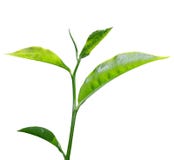 Tea Leaf Royalty Free Stock Images