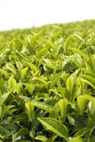 Tea Leaves Royalty Free Stock Photography Tea Leaves Royalty Free Stock Photography