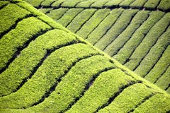 Tea Plantation Stock Photography Tea Plantation Stock Photography