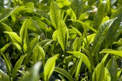 Tea Plantation Royalty Free Stock Images