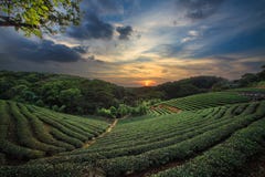 Tea plantation valley at dramatic pink sunset sky in Taiwan royalty free stock image Tea plantation valley at dramatic pink sunset sky in Taiwan royalty free stock image