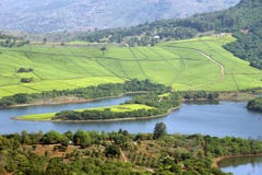 Tea Plantations In South Africa Stock Photography