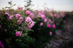 Tea Rose Field. Stock Images