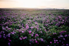 Tea Rose Field. Royalty Free Stock Photography