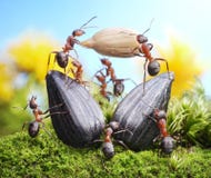 Team of ants harvesting sunflower crop, teamwork