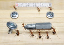 Team of ants works constructing, teamwork