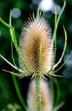 Teasel 1 Royalty Free Stock Images