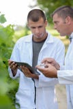 Techniciens de laboratoire vérifiant des vignobles images libres de droits Techniciens de laboratoire vérifiant des vignobles images libres de droits