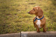 Teckel aux cheveux courts sur une promenade en parc image stock Teckel aux cheveux courts sur une promenade en parc image stock