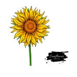 Teckning för solrosblommavektor Hand dragen illustration som isoleras på vit bakgrund royaltyfri illustrationer Teckning för solrosblommavektor Hand dragen illustration som isoleras på vit bakgrund royaltyfri illustrationer
